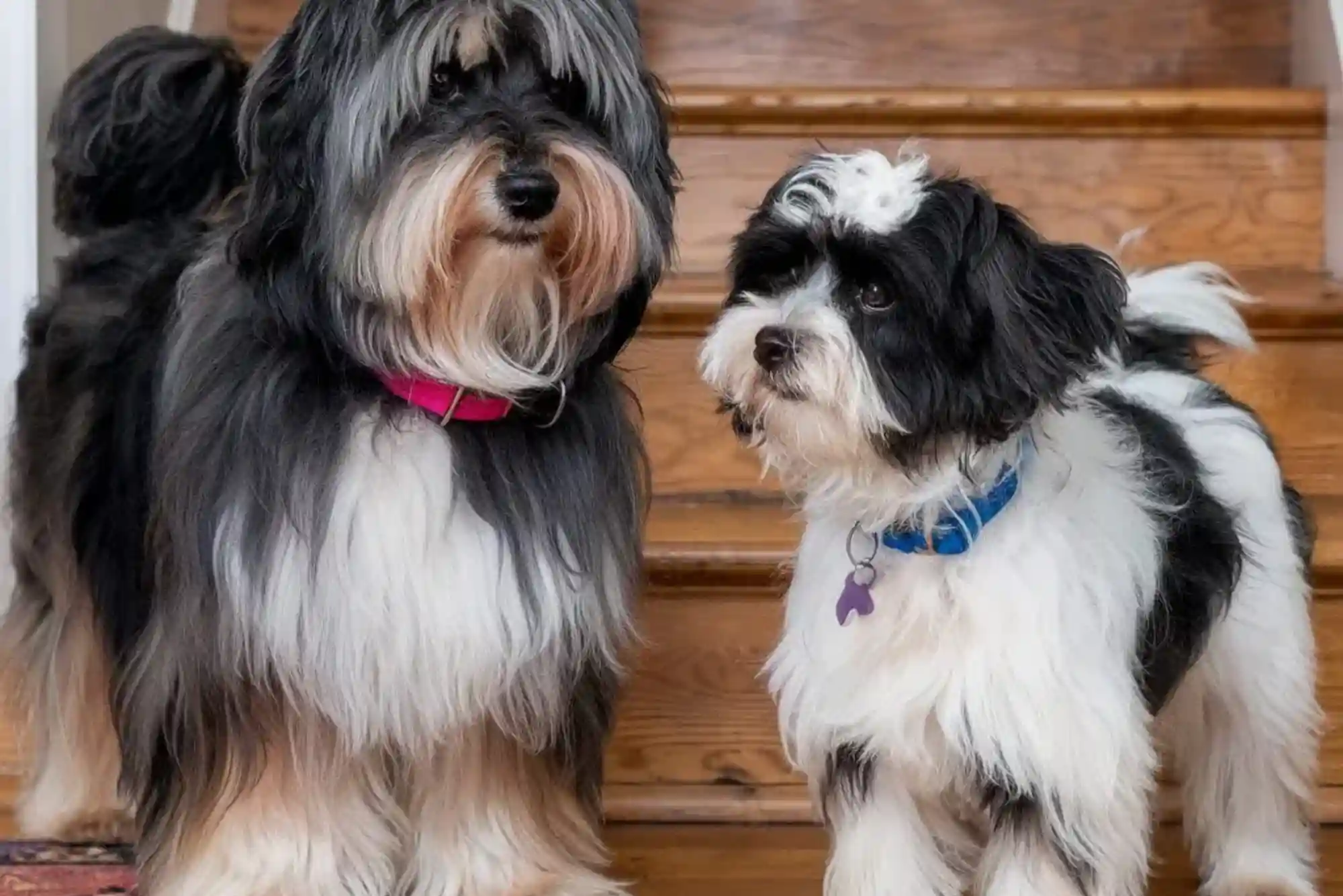 How to Introduce Two Adult Dogs on Neutral Territory Without Fighting