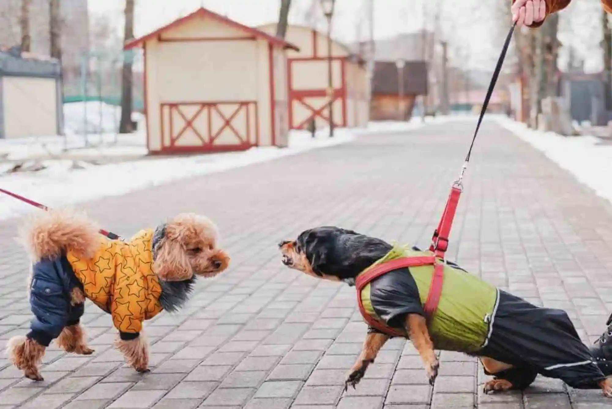 How to Stop a Dog from Barking at Other Dogs on Leash: Reactivity Protocol