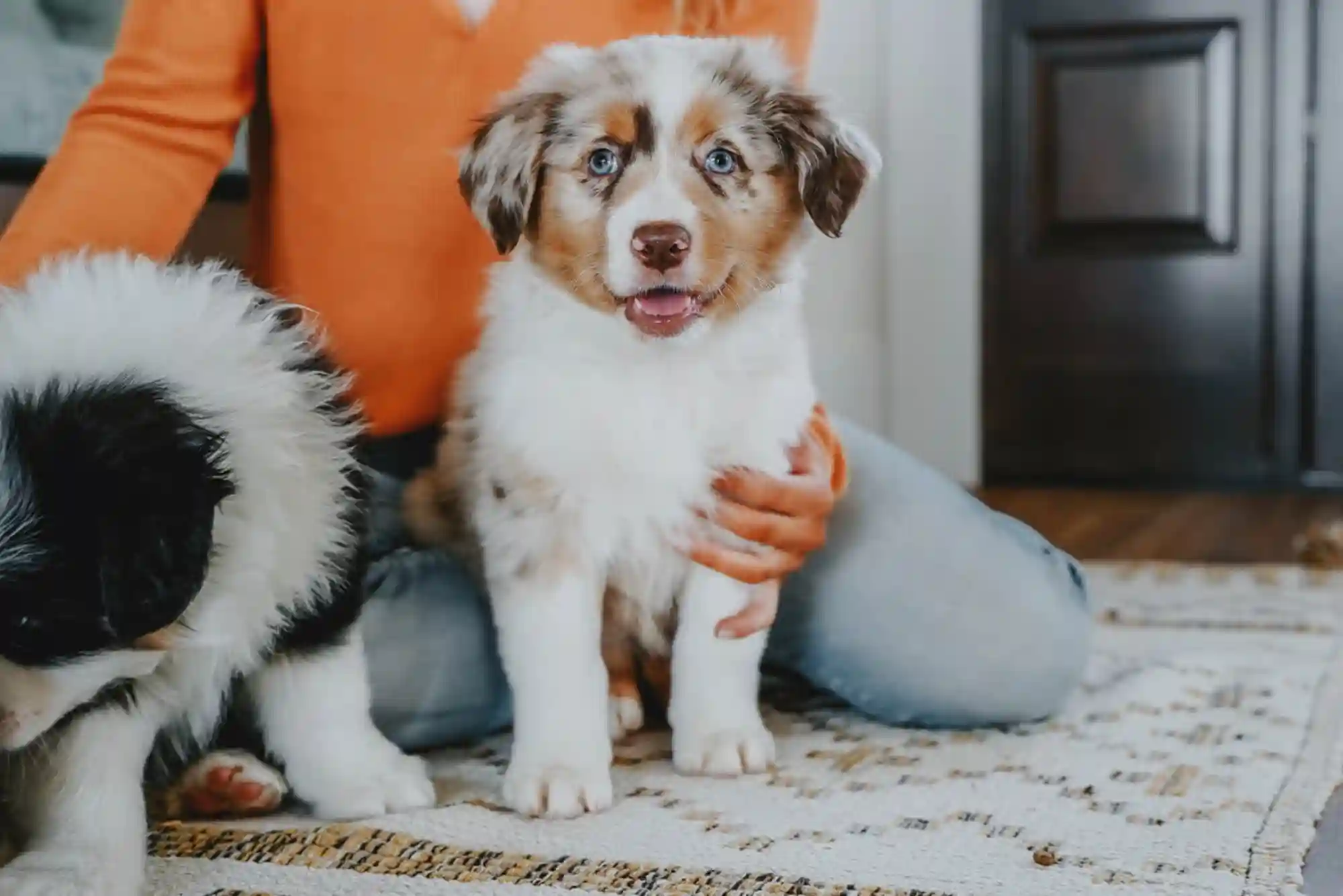 Puppy Teething Timeline: What Week Do Puppies Stop Biting and Chewing Furniture