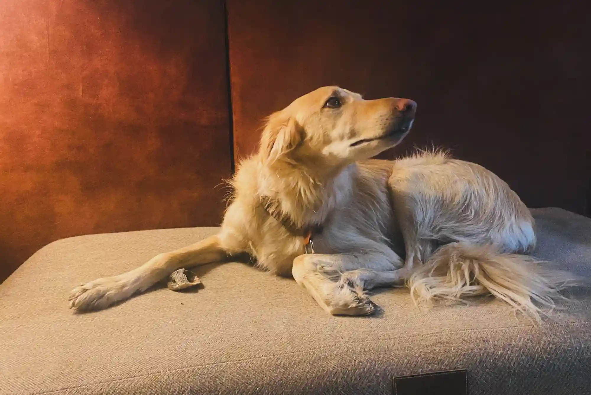 Signs of Separation Anxiety in Rescue Dogs: Proven Calming and Desensitization Routine