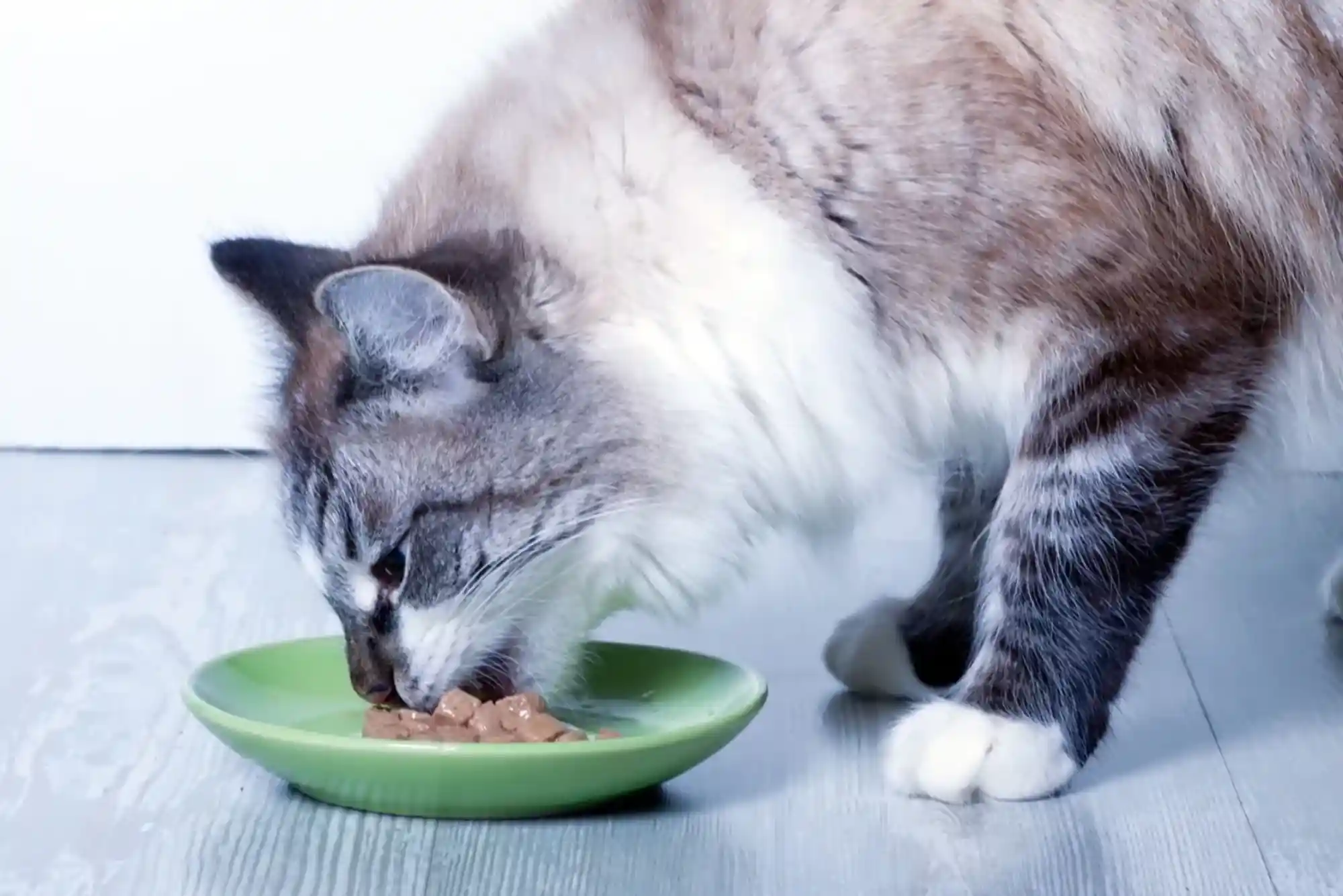 Feline Diabetes Symptoms, Insulin Care, and Low-Carb Wet Food Meal Plans Feline Diabetes Symptoms, Insulin Care, and Low-Carb Wet Food Meal Plans