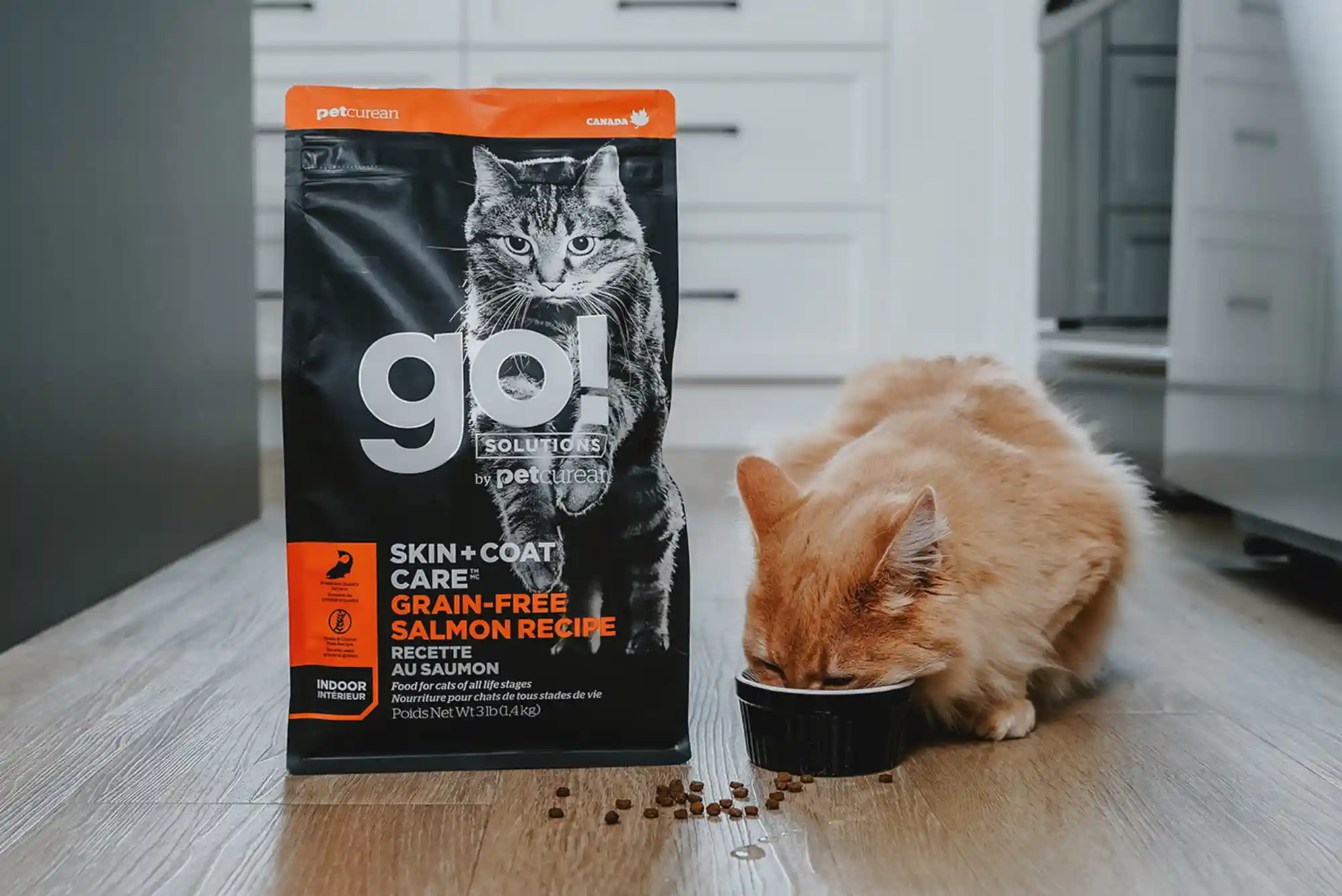 How to Switch Cat Food from Dry Kibble to Wet Food Without Upset Stomach How to Switch Cat Food from Dry Kibble to Wet Food Without Upset Stomach