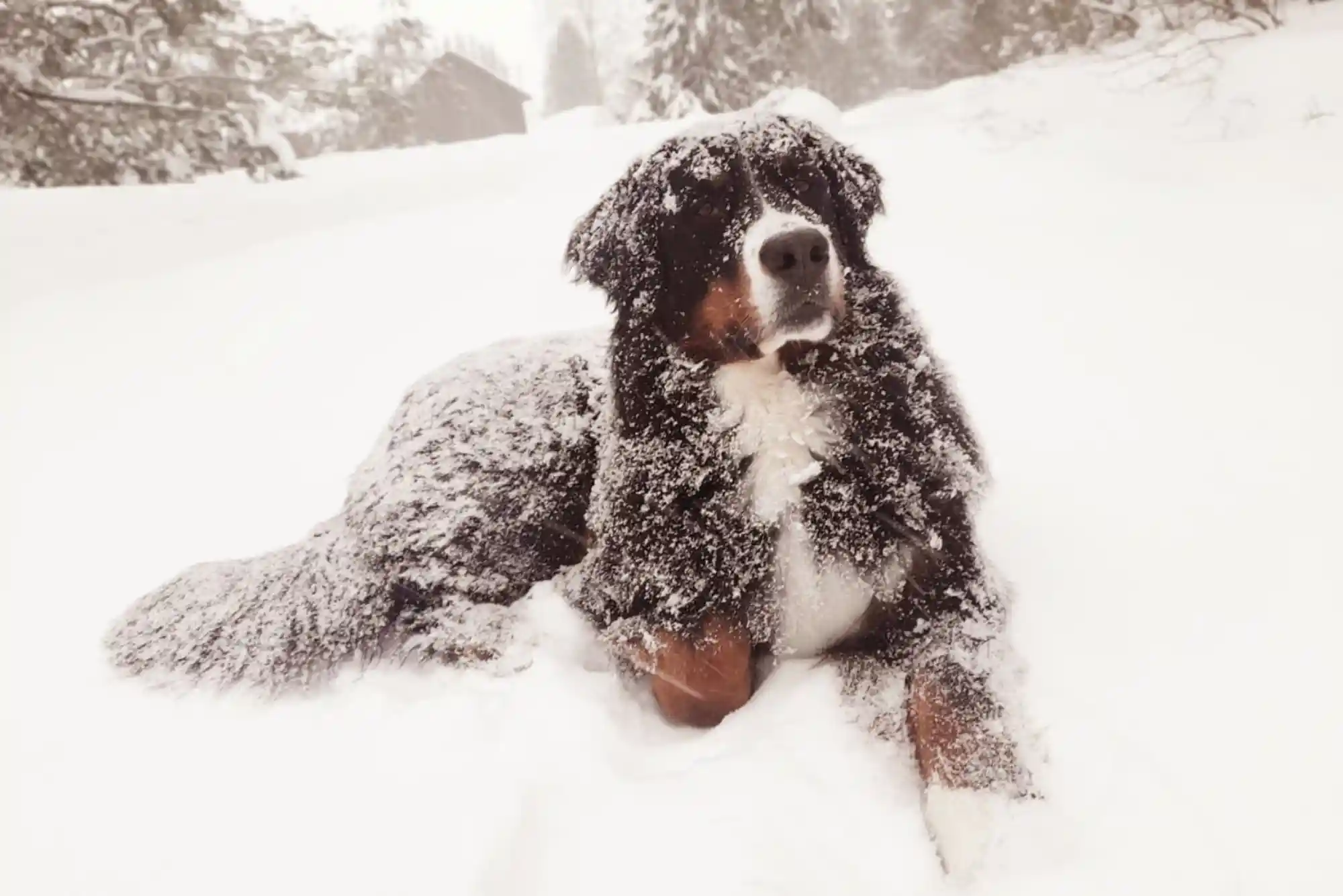 Signs of Hypothermia and Frostbite in Dogs: Cold Weather Safety Temperature Limits Signs of Hypothermia and Frostbite in Dogs: Cold Weather Safety Temperature Limits